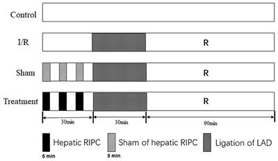 Hepatic Remote Ischemic Preconditioning (RIPC) Protects Heart Damages Induced by Ischemia Reperfusion Injury in Mice